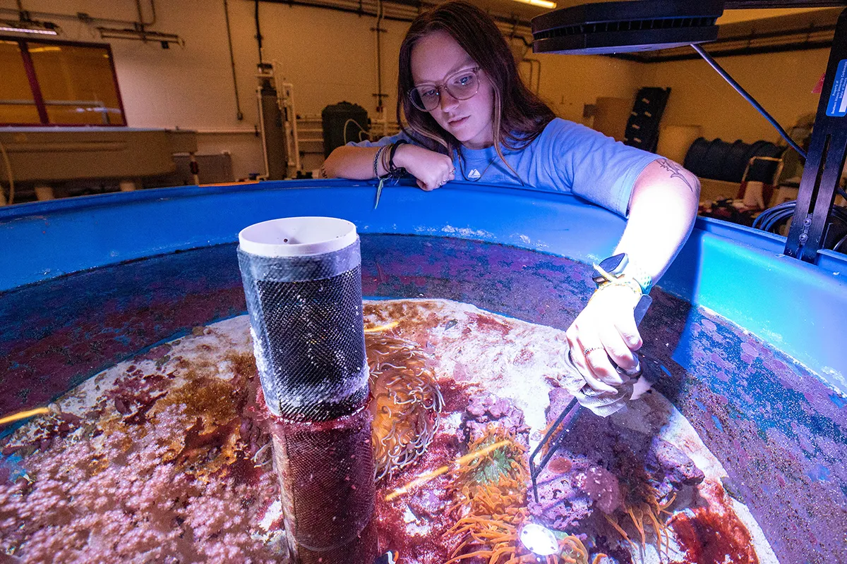 Student researcher examines marine organisms in a laboratory tank as part of hands-on biological sciences research.